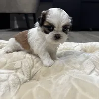 Teddy, a male Shih Tzu for sale in Cumming, GA – 3 of 5