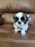 AKC Max, a male Shih Tzu for sale in Cumming, GA – 2 of 4
