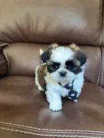 AKC Kong , a male Shih Tzu for sale in Cumming, GA – 2 of 4