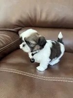 AKC CHARLIE BROWN, a male Shih Tzu for sale in Cumming, GA – 3 of 5