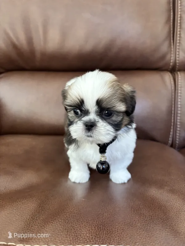 AKC CHARLIE BROWN – Shih Tzu puppy for sale in Cumming, GA