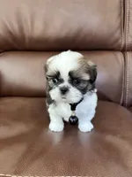 AKC CHARLIE BROWN, a male Shih Tzu for sale in Cumming, GA – 1 of 5