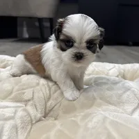 Teddy, a male Shih Tzu for sale in Cumming, GA – 4 of 5