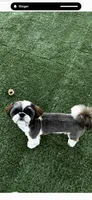 AKC RAMBO, a male Shih Tzu for sale in Cumming, GA – 2 of 2