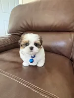AKC Teddy , a male Shih Tzu for sale in Cumming, GA – 3 of 4