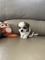Tinker Bell, a female Shih Tzu for sale in Cumming, GA – 4 of 4