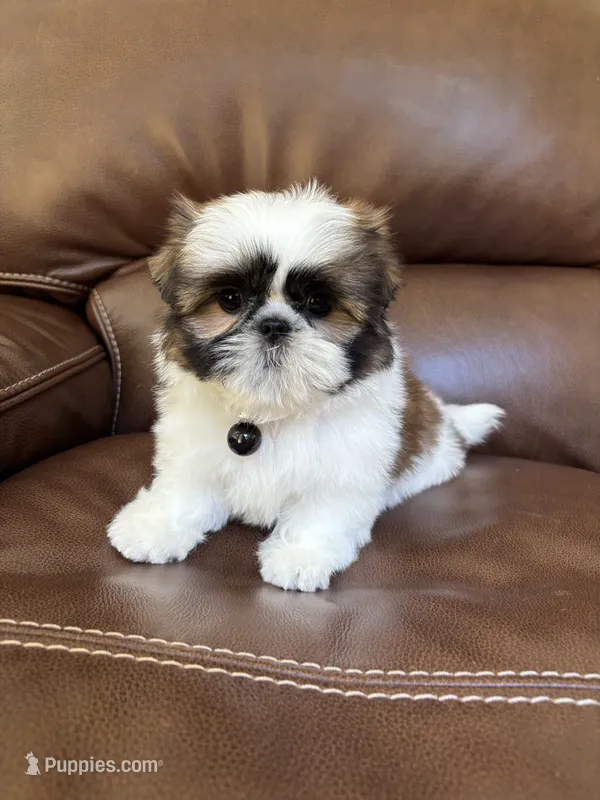AKC CHARLIE BROWN – Shih Tzu puppy for sale in Cumming, GA