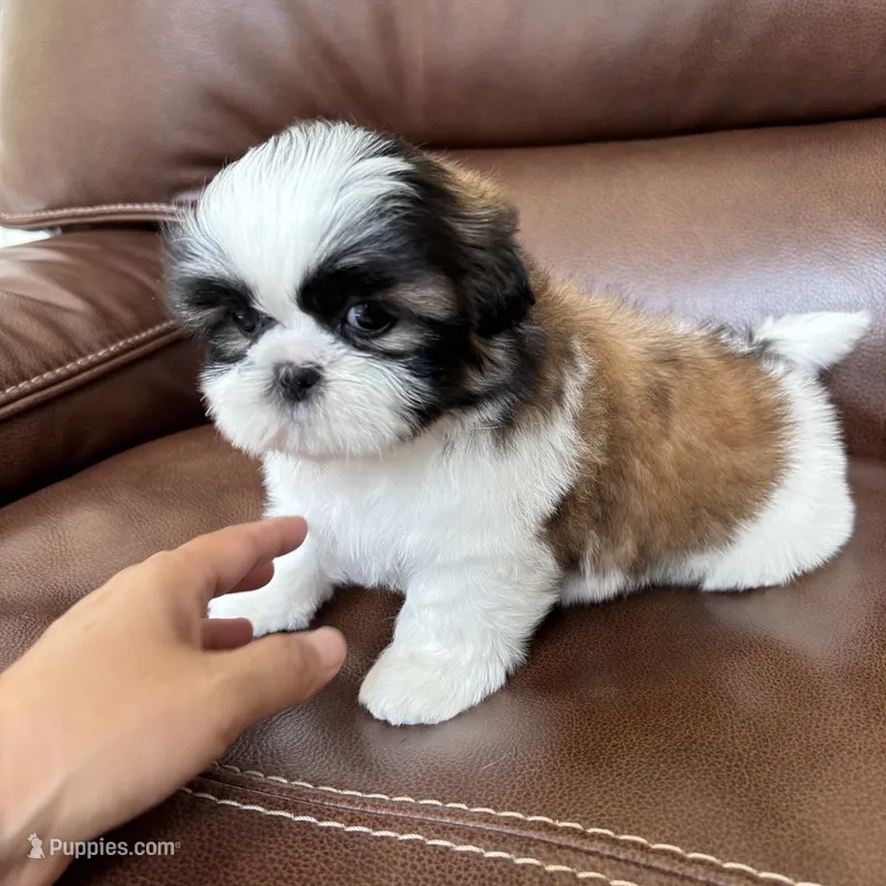 Teddy – Shih Tzu puppy for sale in Cumming, GA