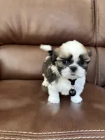 AKC CHARLIE BROWN, a male Shih Tzu for sale in Cumming, GA – 2 of 5