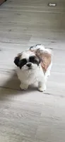 AKC Kong , a male Shih Tzu for sale in Cumming, GA – 3 of 4