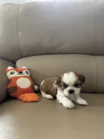 Tinker Bell, a female Shih Tzu for sale in Cumming, GA – 3 of 4