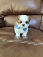 AKC KONG , a male Shih Tzu for sale in Cumming, GA – 3 of 4