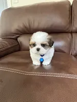 AKC Teddy , a male Shih Tzu for sale in Cumming, GA – 2 of 4