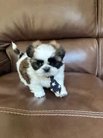 AKC Kong , a male Shih Tzu for sale in Cumming, GA – 3 of 4