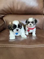 Tinker Bell, a female Shih Tzu for sale in Cumming, GA – 4 of 5