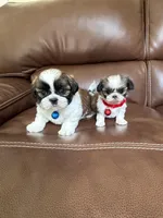 Tinker Bell, a female Shih Tzu for sale in Cumming, GA – 5 of 5