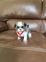 Tinker Bell, a female Shih Tzu for sale in Cumming, GA – 2 of 5