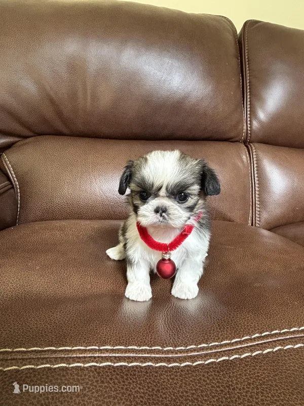 Tinker Bell – Shih Tzu puppy for sale in Cumming, GA