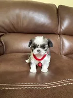 Tinker Bell, a female Shih Tzu for sale in Cumming, GA – 1 of 5