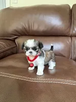 Tinker Bell, a female Shih Tzu for sale in Cumming, GA – 3 of 5