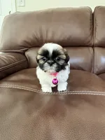 AKC COCO, a female Shih Tzu for sale in Cumming, GA – 2 of 4