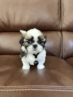 AKC CHARLIE BROWN, a male Shih Tzu for sale in Cumming, GA – 5 of 5