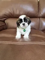 Teddy, a male Shih Tzu for sale in Cumming, GA – 3 of 4
