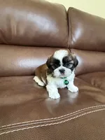 Teddy, a male Shih Tzu for sale in Cumming, GA – 4 of 4