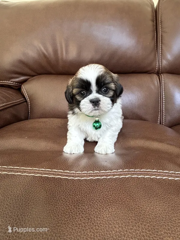 Teddy – Shih Tzu puppy for sale in Cumming, GA