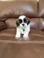 Teddy, a male Shih Tzu for sale in Cumming, GA – 1 of 4