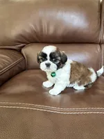Teddy, a male Shih Tzu for sale in Cumming, GA – 2 of 4