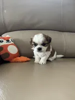 Tinker Bell, a female Shih Tzu for sale in Cumming, GA – 5 of 5