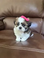 AKC Angle , a female Shih Tzu for sale in Cumming, GA – 4 of 5