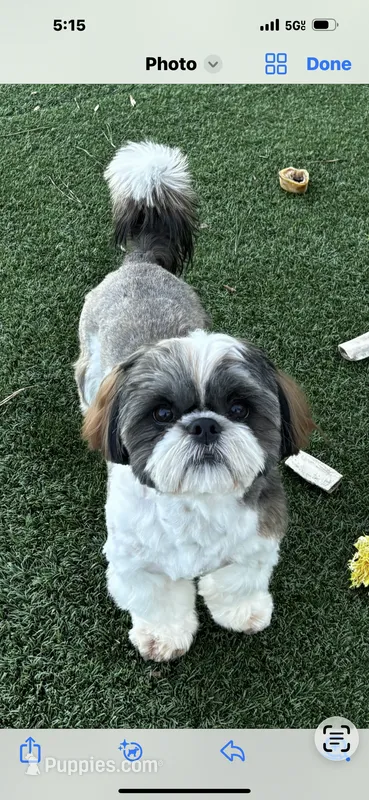 AKC RAMBO – Shih Tzu puppy for sale in Cumming, GA