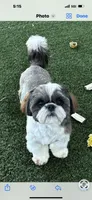 AKC RAMBO, a male Shih Tzu for sale in Cumming, GA – 1 of 2