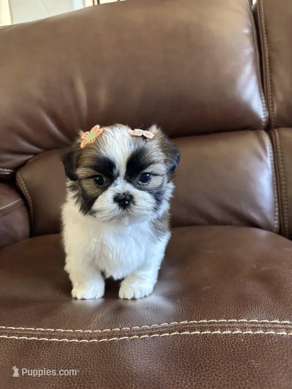 AKC  angel  – Shih Tzu puppy for sale in Cumming, GA