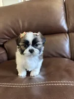 AKC  angel , a female Shih Tzu for sale in Cumming, GA – Photo 1 of 5