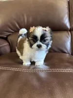 AKC  angel , a female Shih Tzu for sale in Cumming, GA – Photo 5 of 5