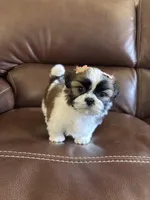 AKC  angel , a female Shih Tzu for sale in Cumming, GA – Photo 2 of 5