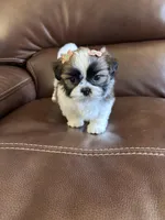 AKC  angel , a female Shih Tzu for sale in Cumming, GA – Photo 4 of 5