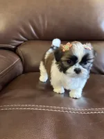AKC  angel , a female Shih Tzu for sale in Cumming, GA – Photo 3 of 5