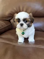 AKC Max, a male Shih Tzu for sale in Cumming, GA – 4 of 4