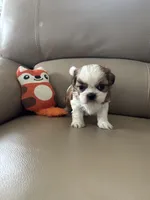 Tinker Bell, a female Shih Tzu for sale in Cumming, GA – 3 of 5