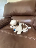 AKC Teddy , a male Shih Tzu for sale in Cumming, GA – 4 of 4