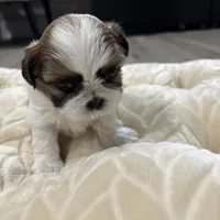 Kong , a male Shih Tzu for sale in Cumming, GA – 4 of 5