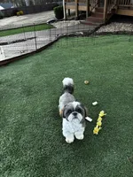 AKC Stud  , a male Shih Tzu for sale in Cumming, GA – Photo 3 of 7