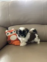 COCO, a female Shih Tzu for sale in Cumming, GA – 4 of 5