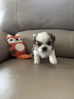 Tinker Bell, a female Shih Tzu for sale in Cumming, GA – 2 of 4
