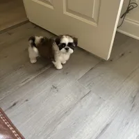 AKC Kong , a male Shih Tzu for sale in Cumming, GA – 2 of 4