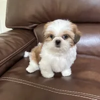 AKC Teddy , a male Shih Tzu for sale in Cumming, GA – 1 of 4